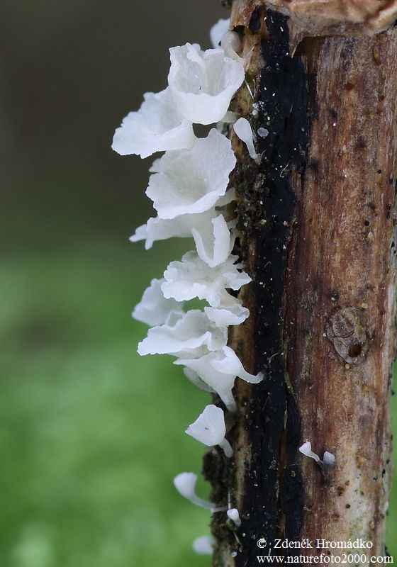 číšoveček kápovitý, Calyptella capula (Houby, Fungi)